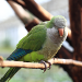 Thumbnail of Monk parakeet