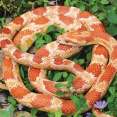 American corn snake body