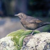 Blackbird on rock