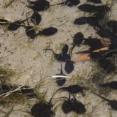 Cane toad tadpoles