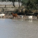 Feral goats drinking water