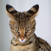 Savannah cat