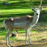 Feral fallow deer buck