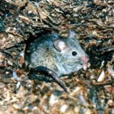 House mouse