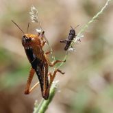 Migratory locust nymphs