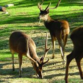 Feral rusa deer group