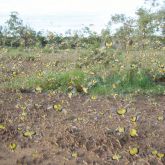 Yellow-winged locust swarm