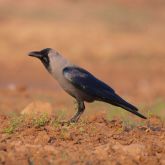 Indian house crow