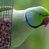 Indian ringneck parrot