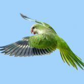 Monk parakeet flying