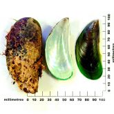 Asian green mussel with size scale