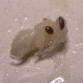 Varroa mite on pupae