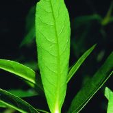 Alligator weed leaf