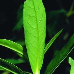 Alligator weed leaf