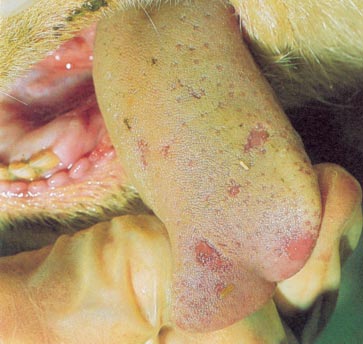 Tongue lesions are one possible sign of FMD in sheep Tongue lesions are one possible sign of FMD in sheep