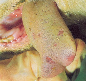 Tongue lesions are one possible sign of FMD in sheep