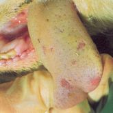 Further examples of 2-day-old lesions, in this case on a sheep’s tongue.