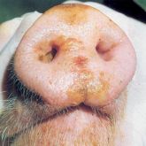 Pig's snout with 3-day-old lesions. Note extensive necrosis of affected epithelium.