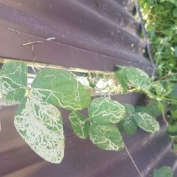 Bean leaves with many light-green squiggly lines, some completely covering a leaf