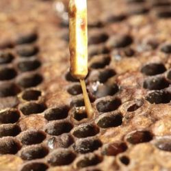 Coffee-coloured stringlike substance joining the bottom of a matchstick to a beehive cell below the matchstick 