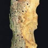 Chinese longhorned beetle borer holes