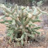 Jumping cholla plant