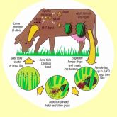 Cattle tick life cycle