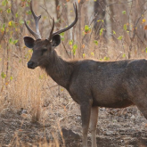 Sambar deer side view