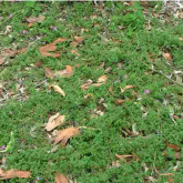 Creeping lantana growth