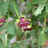 Close-up of mature fruit of creeping lantana