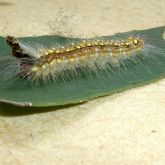 Larva of the gum leaf skeletoniser showing typical 'hat' of shed head capsules