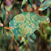 Kirramyces leaf diseases