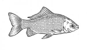 Goldfish illustration.