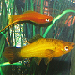 Swordtail 