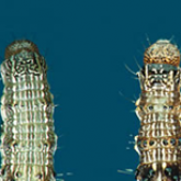 Helicoverpa larvae