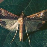 Moth at rest displaying both wings