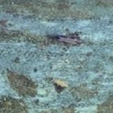 Close up of leaf surface showing pale yellow thrips nymphs and dark grey adults