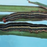 Larvae with longitudinal stripes