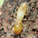 Thumbnail of Termites