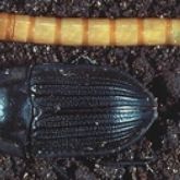 Dark oval beetle and yellow cylindrical larva with 'pie dish' flanges on the thorax.