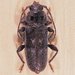 Thumbnail of European house borer