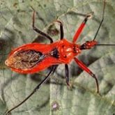 A vivid orange-red insect with an elongated body and a narrow head. It has black markings on its legs and thorax and dark overlapping wings folded along the back.