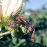 Large assassin bug sucking, using enzymes in its saliva