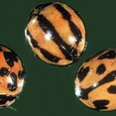Three round, spotted orange-and-black ladybird beetles.