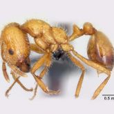 Side view of a tropical fire ant measuring between 1 and 5mm