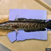 Large brownish slender fish with dark pattern