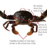 How to identify Asian paddle crab
