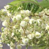 White ball acacia flowers