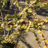 Badhara bush stem and leaves