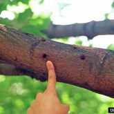 Holes on tree trunk caused by Asian longhorned beetle